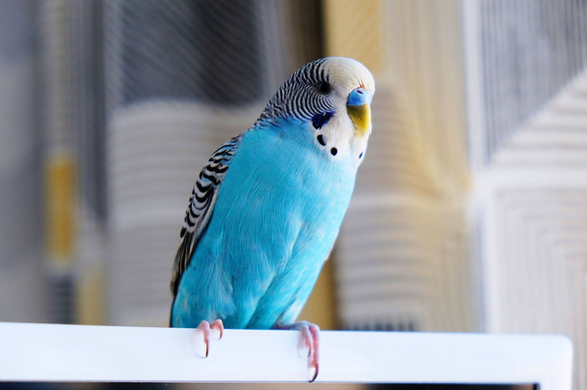 ‘The Blue Parakeet’ Inspirational Book List LifeVerse Books